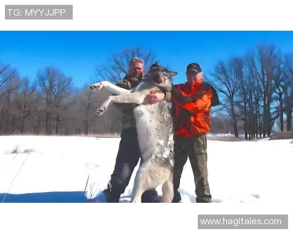 图兵工厂与狼的较量探秘:科技与野性的对决之路 图兵工厂与狼的较量探秘:科技与野性的对决之路